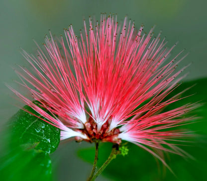 Albizia Julibrissin Flower seeds for Planting Low Maintenance Heirloom & GMO Free Seeds for Home Garden