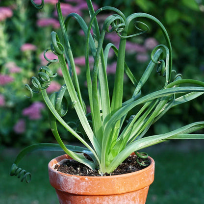 Spiralis Flower seeds for Planting Easy to Grow Heirloom & GMO Free Seeds for Home Garden