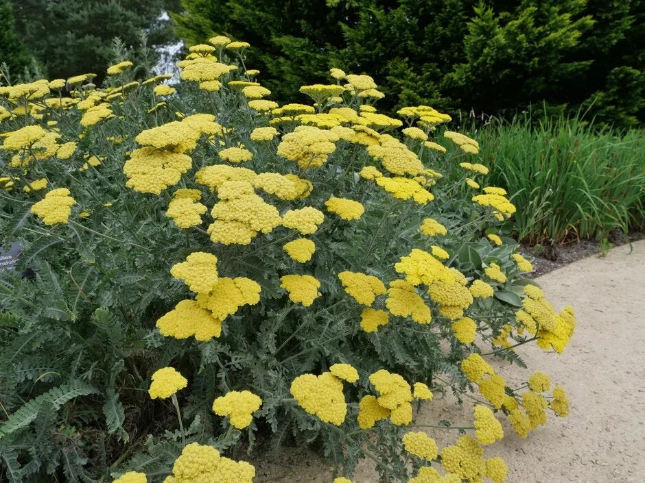 Achillea Flower seeds for Planting Compact Growth Heirloom & GMO Free Seeds for Home Garden