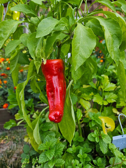Aleppo Pepper Red Seeds Planting
