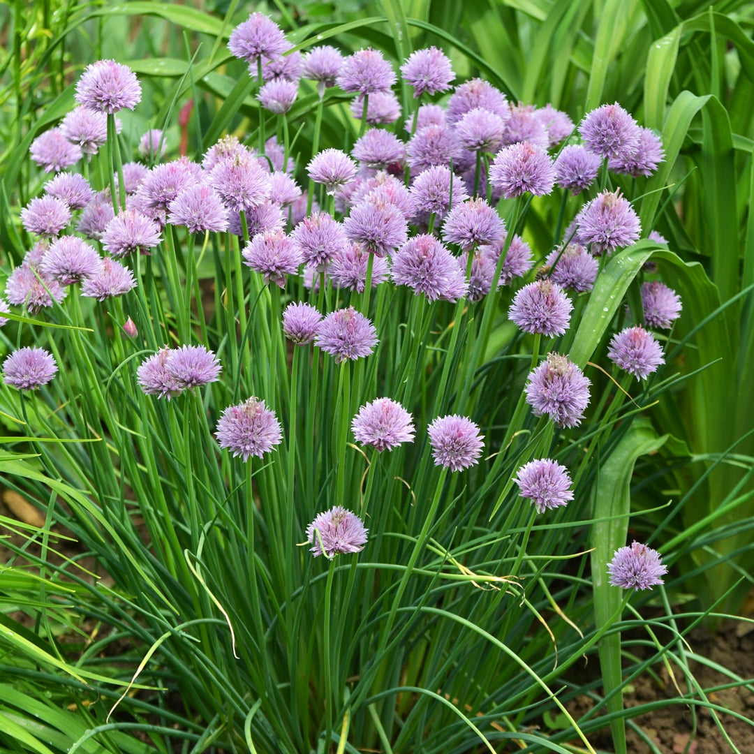 Rustic Ciboulette Flower Seeds – Heirloom Non-GMO, Seasonal Bloomer for Home Garden Planting