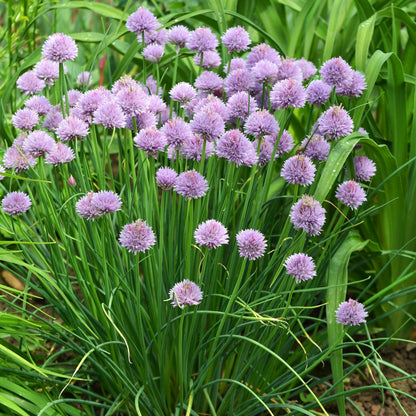 Rustic Ciboulette Flower Seeds – Heirloom Non-GMO, Seasonal Bloomer for Home Garden Planting