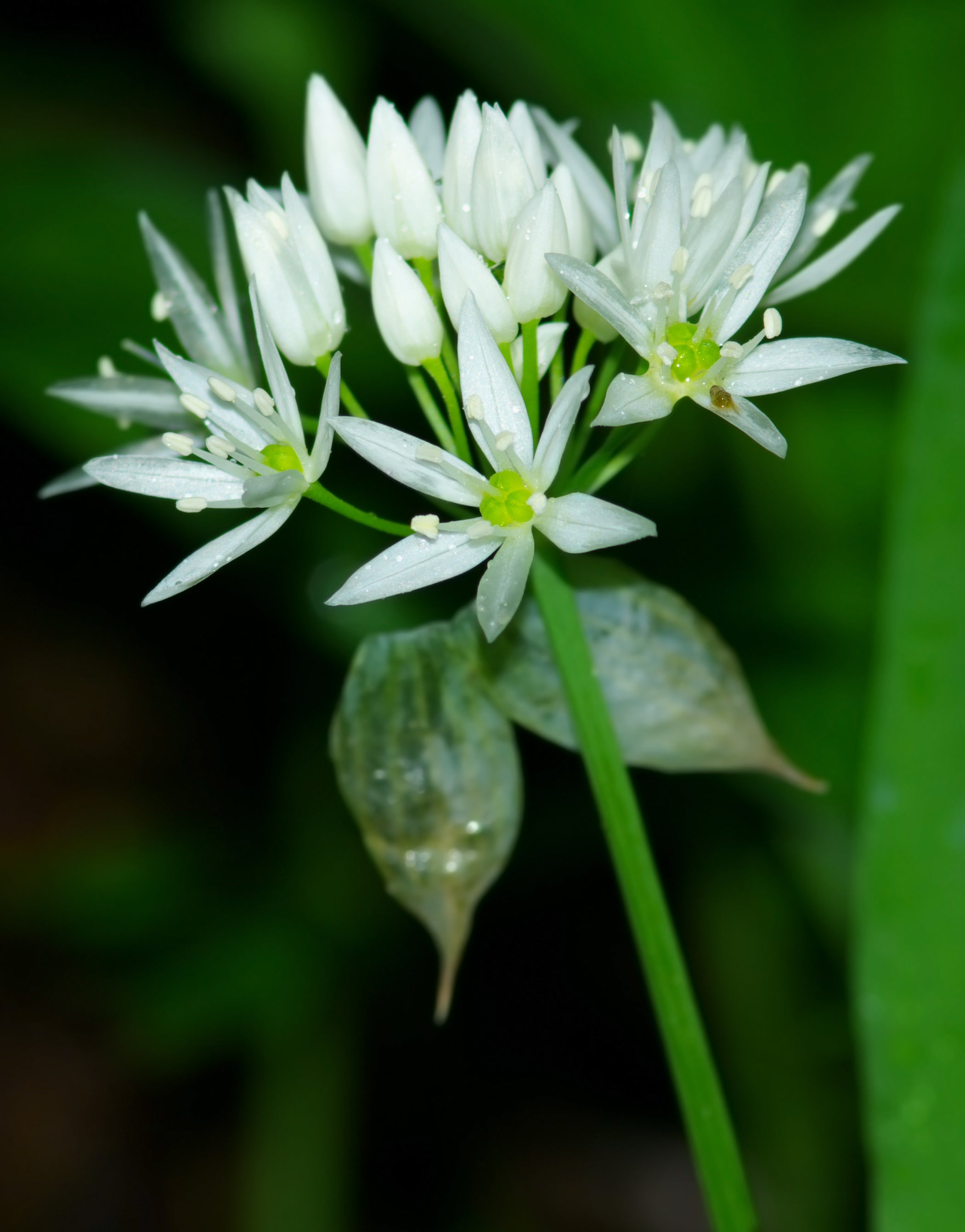 Premium Ramsons Flower seeds for Planting Perfect for Borders, Heirloom & GMO Free Seeds for Home Garden seeds