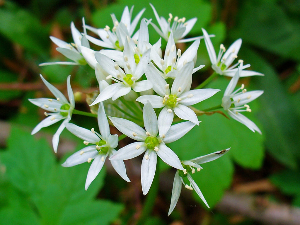 High quality Ramsons Flower seeds for Planting Perfect for Borders, Heirloom & GMO Free Seeds for Home Garden seeds pack