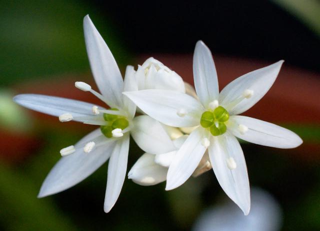 Ramsons Flower seeds for Planting Perfect for Borders, Heirloom & GMO Free Seeds for Home Garden vegetable and garden seeds