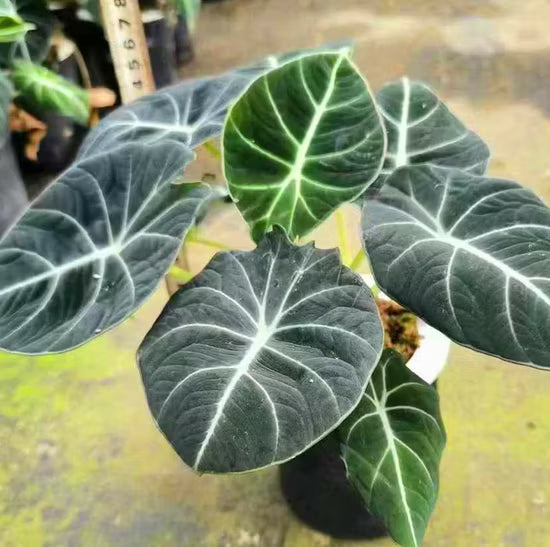 Black Caladium Flower seeds for Planting - Wildflower Mix, Heirloom & GMO Free Seeds for Home Garden