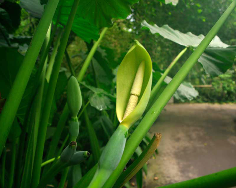 Alocasia Macrorrhiza Flower seeds for Planting Garden Favorite Heirloom & GMO Free Seeds for Home Garden