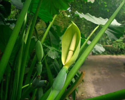 Alocasia Macrorrhiza Flower seeds for Planting Garden Favorite Heirloom & GMO Free Seeds for Home Garden