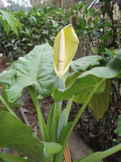 Alocasia Macrorrhiza Flower seeds for Planting Garden Favorite Heirloom & GMO Free Seeds for Home Garden