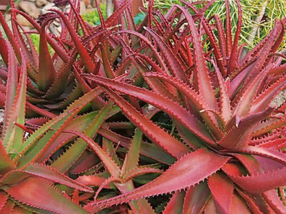 Aloe Cameron Seeds: Light Pink Variety for Striking Planting