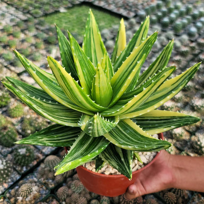 Yellow Green Aloe Flower seeds for Planting Shade Tolerant Heirloom & GMO Free Seeds for Home Garden