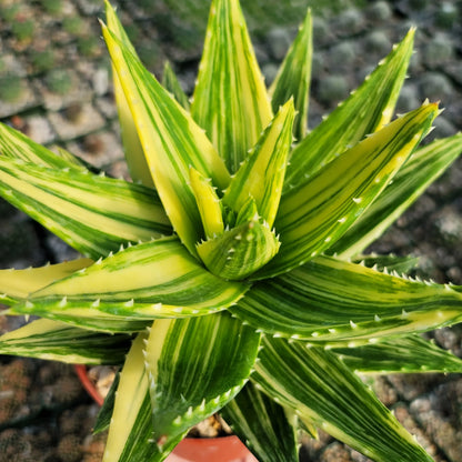Yellow Green Aloe Flower seeds for Planting Shade Tolerant Heirloom & GMO Free Seeds for Home Garden
