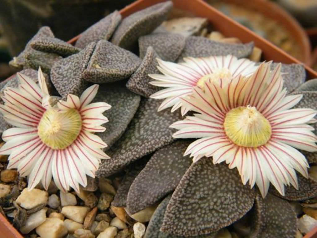 Titanopsis Fulleri Flower seeds for Planting Low Maintenance, Heirloom & GMO Free Seeds for Home Garden vegetable and garden seeds