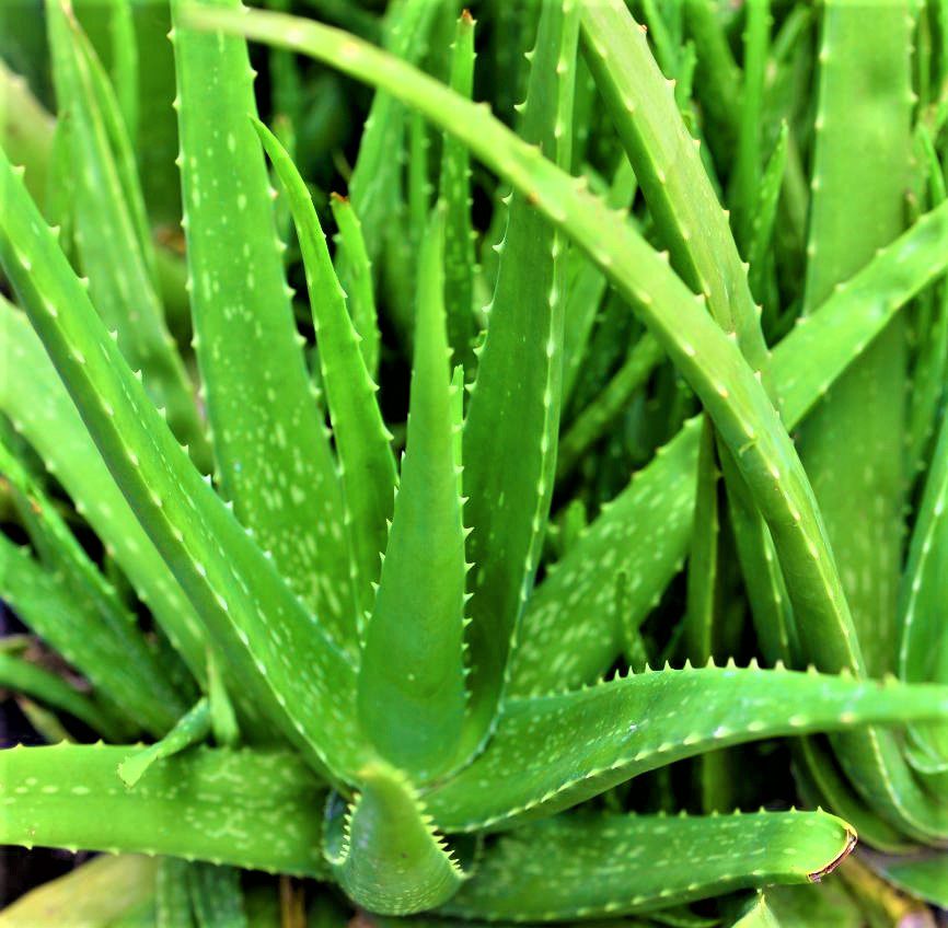 Edible Aloe Vera Flower seeds for Planting - Colorful Display, Heirloom & GMO Free Seeds for Home Garden