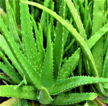 Edible Aloe Vera Flower seeds for Planting - Colorful Display, Heirloom & GMO Free Seeds for Home Garden
