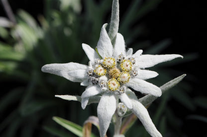 Heirloom Leontopodium Alpinum Flower seeds for Planting Long Bloom Season Heirloom & GMO Free Seeds for Home Garden