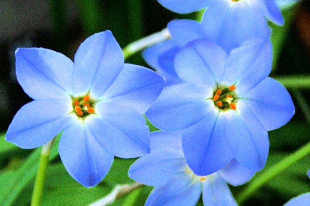 High quality Alpine Flower seeds for Planting Cottage Garden Essential, Heirloom & GMO Free Seeds for Home Garden seeds pack