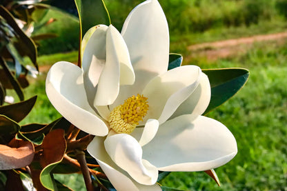 Heirloom Magnoliaceae Flower seeds for Planting Long Bloom Season Heirloom & GMO Free Seeds for Home Garden