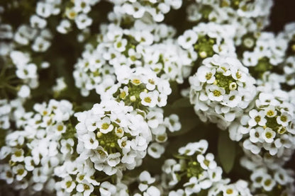 Tiny Tim Alyssum Flower seeds for Planting Low Maintenance Heirloom & GMO Free Seeds for Home Garden
