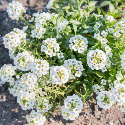 Alyssum Flower seeds for Planting Shade Tolerant Heirloom & GMO Free Seeds for Home Garden