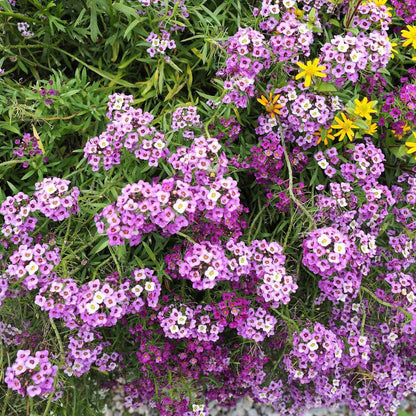 Heirloom Sweet Alyssum Flower seeds for Planting Garden Favorite Heirloom & GMO Free Seeds for Home Garden