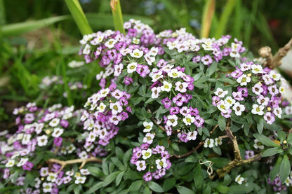 Alyssum Flower seeds for Planting, Bright Blooms Heirloom & GMO Free Seeds for Home Garden