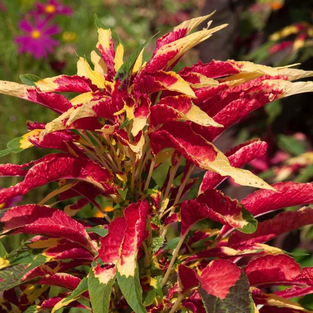 Premium Red Yellow Poinsettia Flower seeds for Planting Premium Quality, Heirloom & GMO Free Seeds for Home Garden seeds