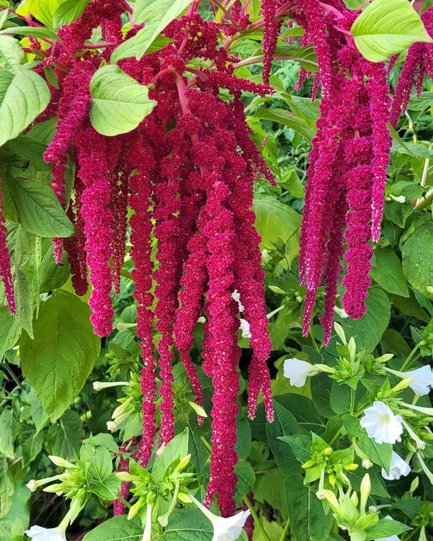 High quality Mixed Caudatus Flower seeds for Planting Long Bloom Season, Heirloom & GMO Free Seeds for Home Garden seeds pack