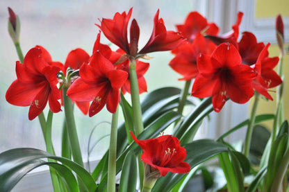 Red Amaryllis Flower seeds for Planting Long Bloom Season Heirloom & GMO Free Seeds for Home Garden