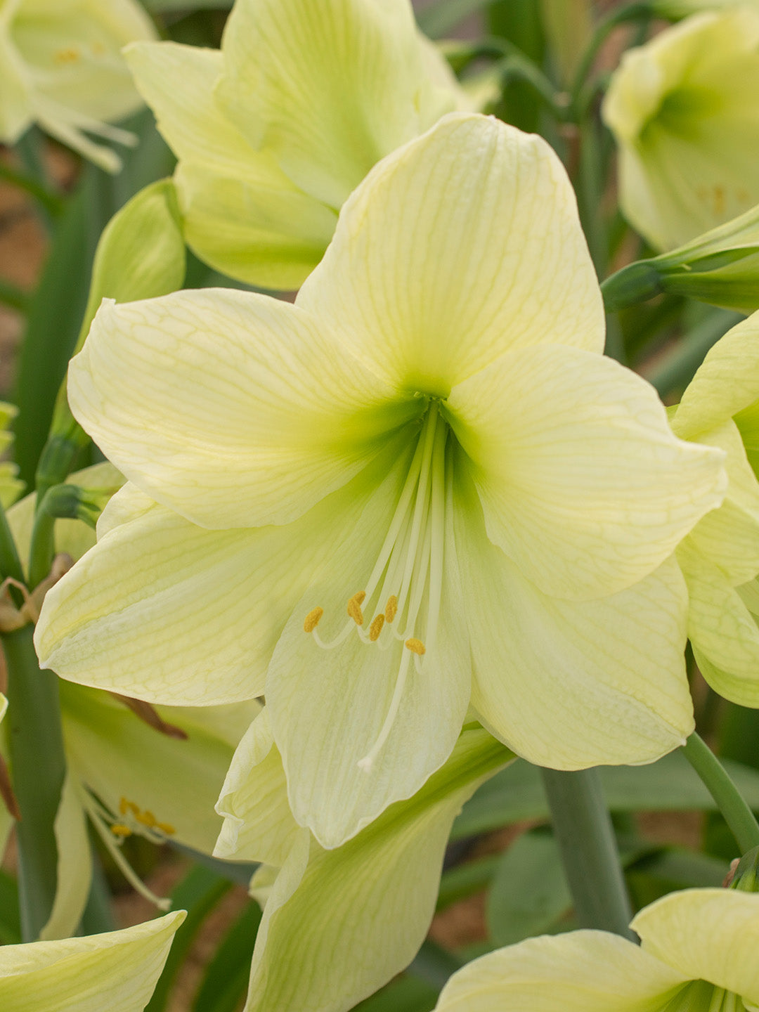 Green Hippeastrum Rutilum Flower seeds for Planting Easy to Grow, Heirloom & GMO Free Seeds for Home Garden vegetable and garden seeds