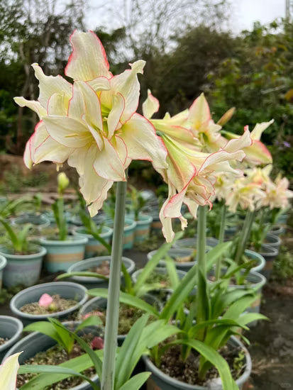 Light Green Hippeastrum Rutilum Flower seeds for Planting Low Maintenance, Heirloom & GMO Free Seeds for Home Garden vegetable and garden seeds