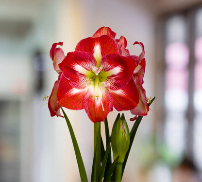 Heirloom Amaryllis Flower seeds for Planting Pollinator Friendly Heirloom & GMO Free Seeds for Home Garden