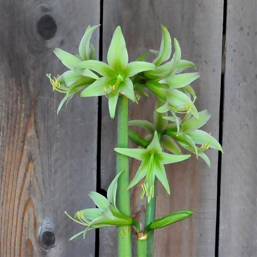 Amaryllis Flower seeds for Planting Shade Tolerant, Heirloom & GMO Free Seeds for Home Garden vegetable and garden seeds