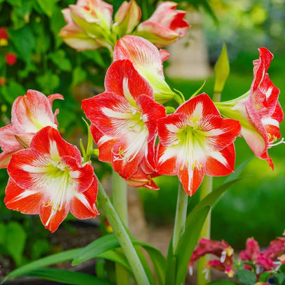 Amaryllis Barbados Flower seeds for Planting - Bright Blooms, Heirloom & GMO Free Seeds for Home Garden