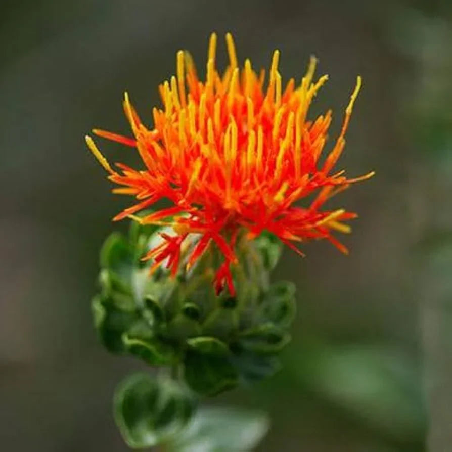 Mixed Carthamus Flower seeds for Planting Garden Favorite, Heirloom & GMO Free Seeds for Home Garden Sale vegetable and garden seeds
