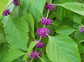 Violet Callicarpa Flower seeds for Planting Hardy Variety, Heirloom & GMO Free Seeds for Home Garden seeds for planting