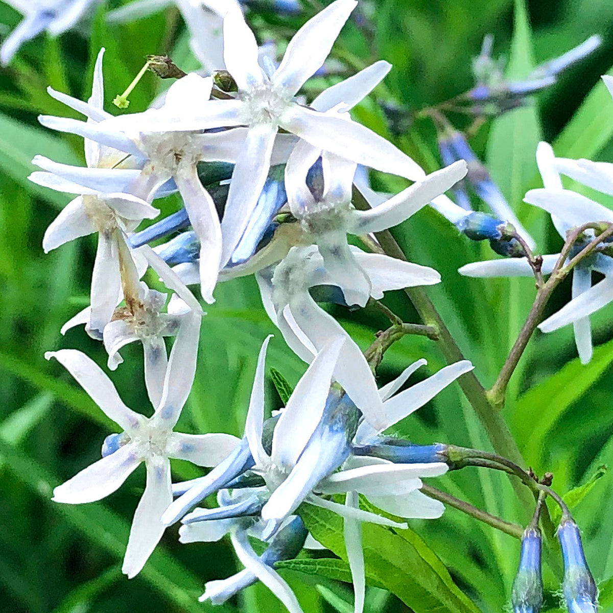 Amsonia Hubrichtii Flower seeds for Planting Long Bloom Season Heirloom & GMO Free Seeds for Home Garden
