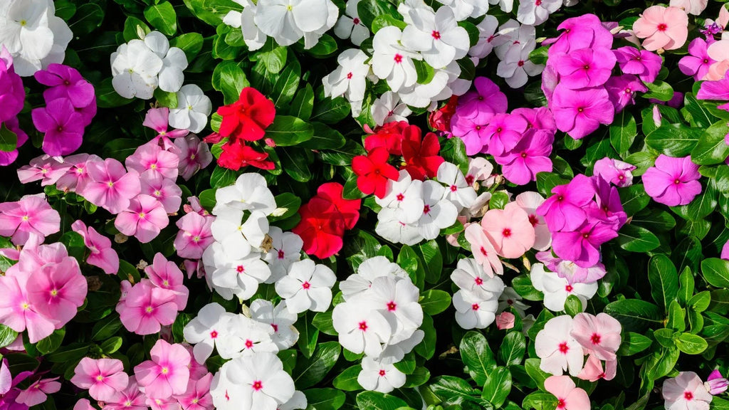 Lizzie Flower seeds for Planting Wildflower Mix, Heirloom & GMO Free Seeds for Home Garden vegetable and garden seeds