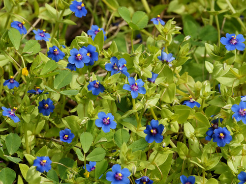 Premium Blue Pimpernel Anagallis Flower seeds for Planting Wildflower Mix, Heirloom & GMO Free Seeds for Home Garden seeds