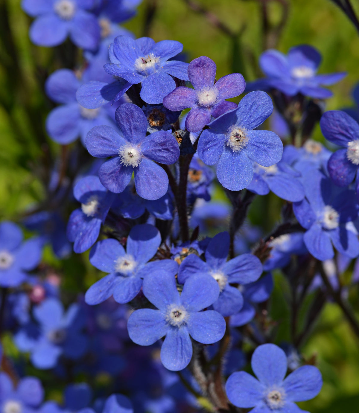 Anchusa Flower seeds for Planting Drought Tolerant Heirloom & GMO Free Seeds for Home Garden