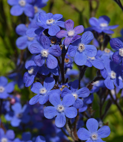 Anchusa Flower seeds for Planting Drought Tolerant Heirloom & GMO Free Seeds for Home Garden