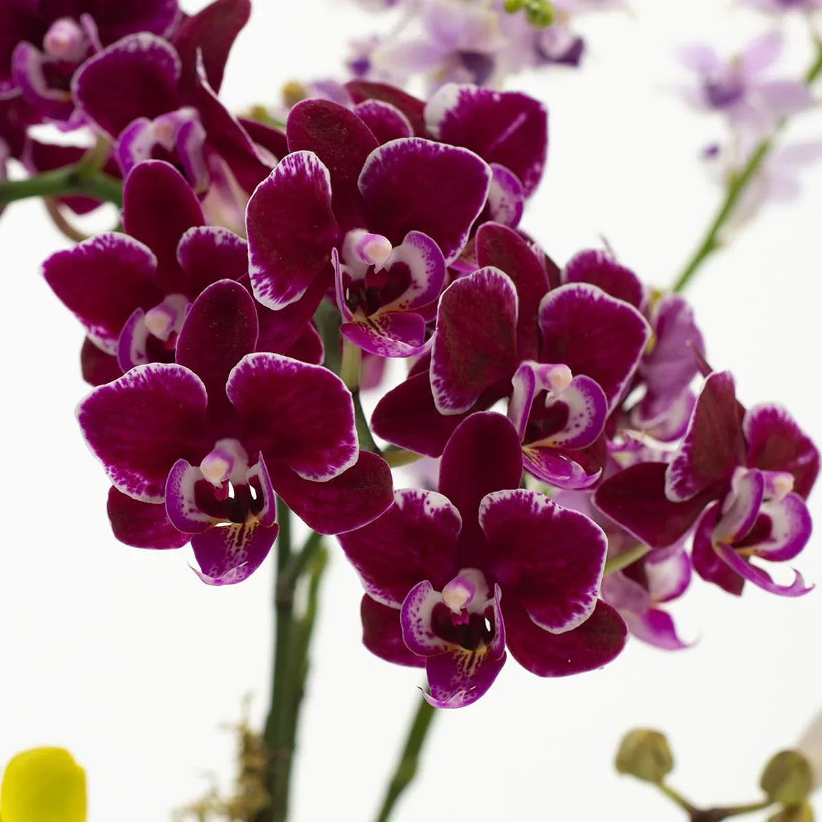 Maroon White Phalaenopsis Orchid Flower seeds for Planting Cottage Garden Essential, Heirloom & GMO Free Seeds for Home Garden seeds for planting