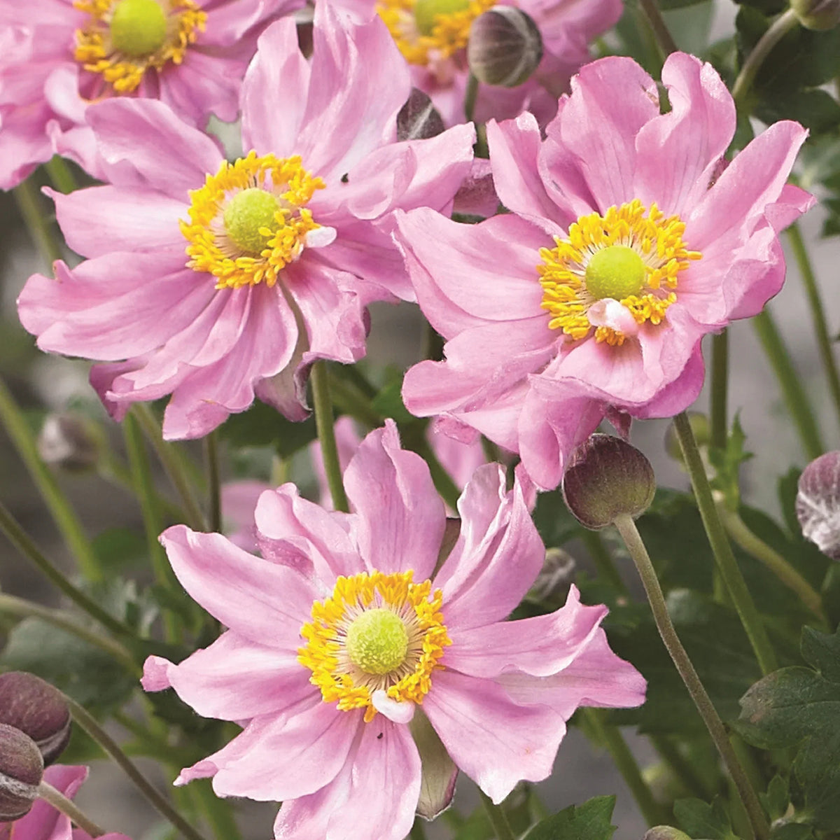 Fantasy Pocahontas Anemone Flower seeds for Planting Sun Loving Heirloom & GMO Free Seeds for Home Garden