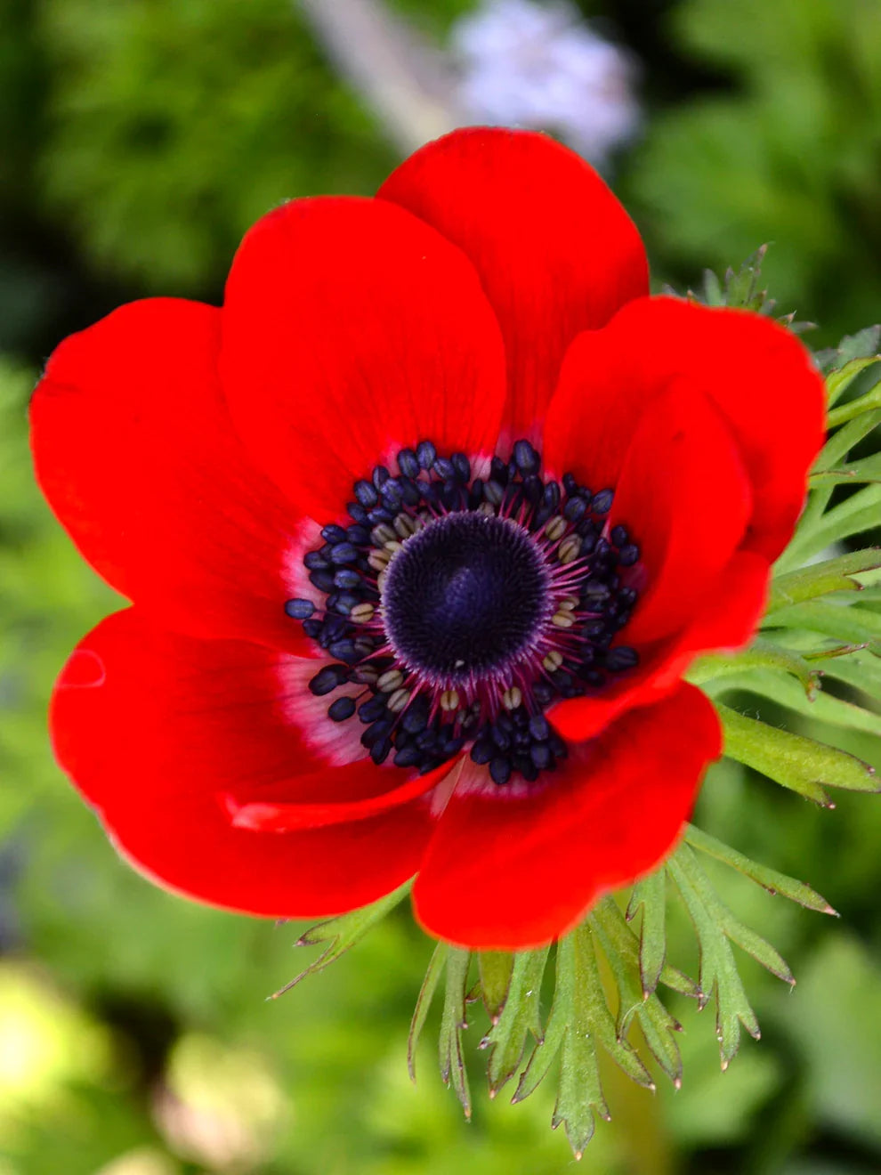 Red Anemone Flower seeds for Planting Bright Blooms, Heirloom & GMO Free Seeds for Home Garden vegetable and garden seeds