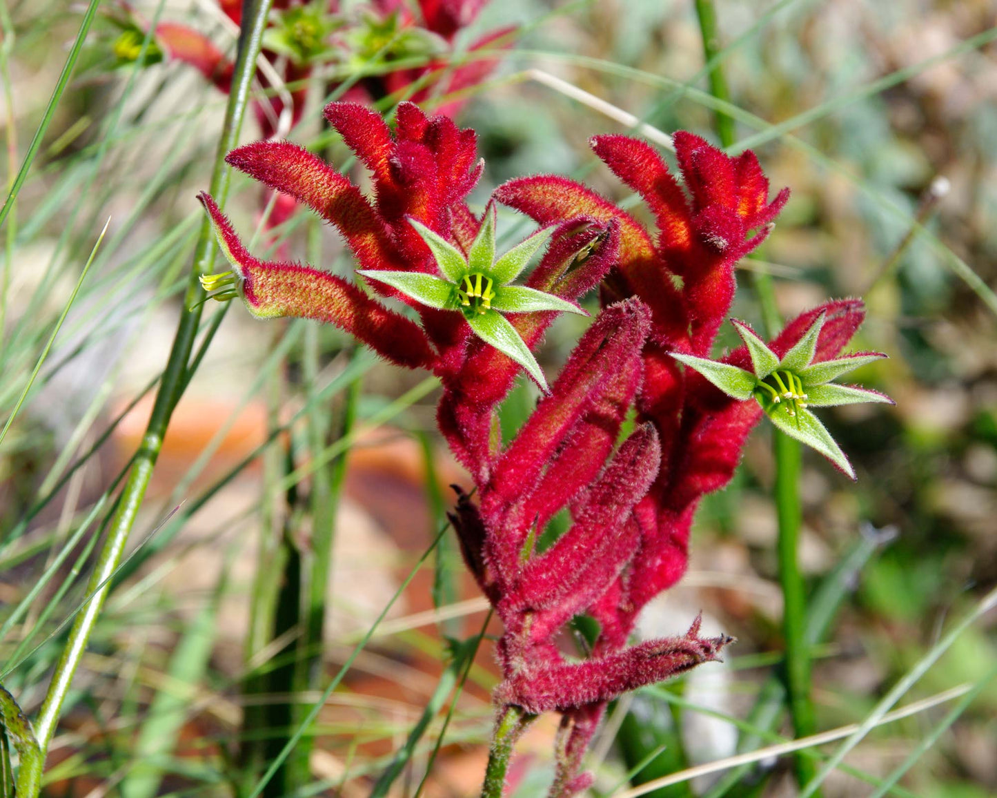 Anigozanthos Flavidus Flower seeds for Planting Colorful Display Heirloom & GMO Free Seeds for Home Garden