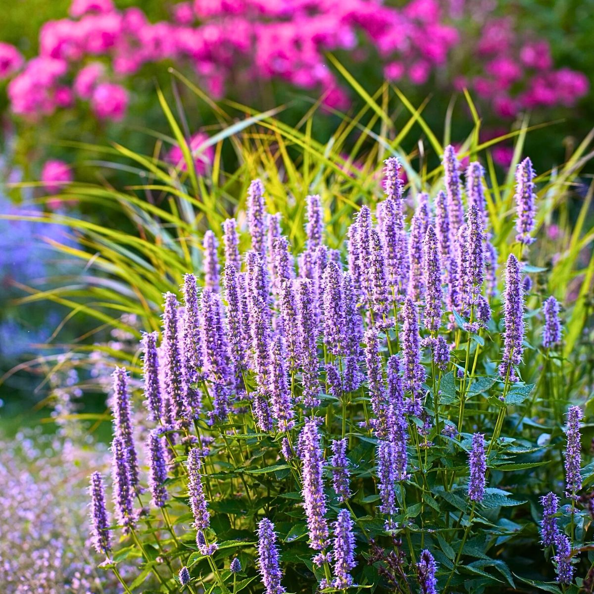 Heirloom Hyssop Flower seeds for Planting Sun Loving Heirloom & GMO Free Seeds for Home Garden