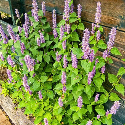 Giant Anise Hyssop Flower seeds for Planting Shade Tolerant Heirloom & GMO Free Seeds for Home Garden