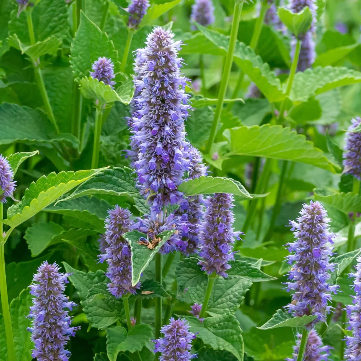 Hyssop Flower seeds for Planting Long Bloom Season Heirloom & GMO Free Seeds for Home Garden