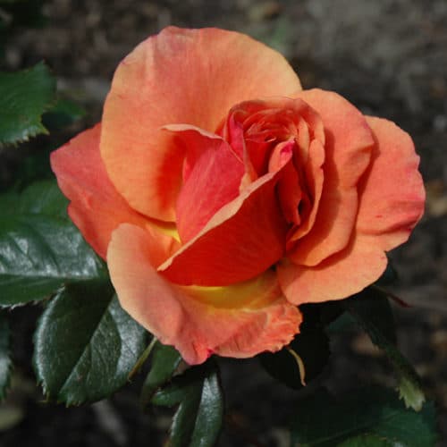 Premium Orange Promise Rose Flower seeds for Planting Bright Blooms, Heirloom & GMO Free Seeds for Home Garden Sale seeds