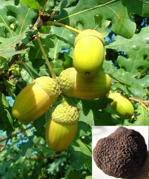 Truffle Seeds For Planting